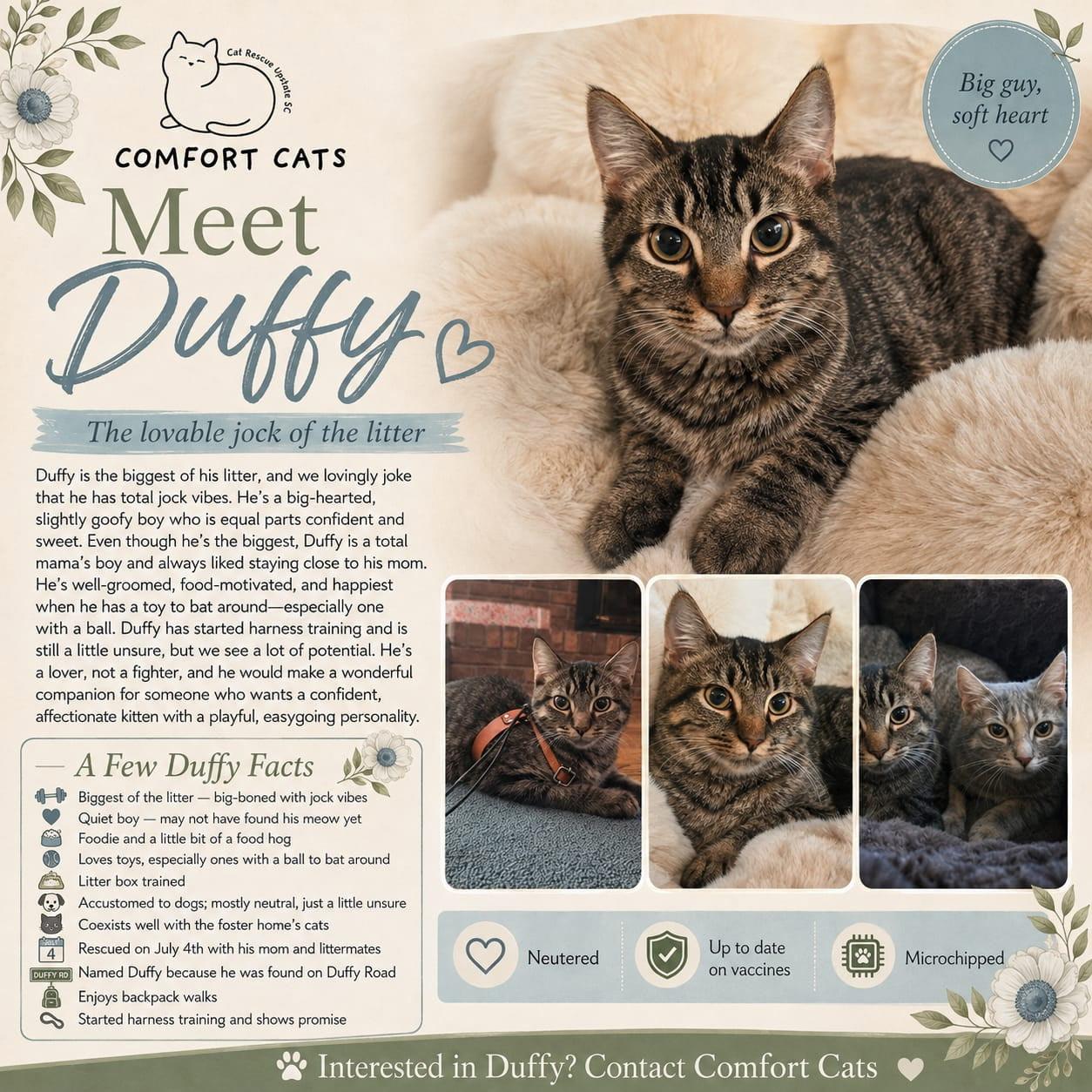 Duffy, Adoptable, Young Male Domestic Short Hair.