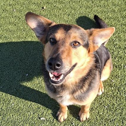 Utah, a Adoptable Shepherd in Hannibal, MO image 1/3