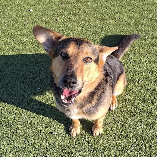 Utah, a Adoptable Shepherd in Hannibal, MO image 2/3