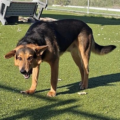 Utah, a Adoptable Shepherd in Hannibal, MO image 3/3