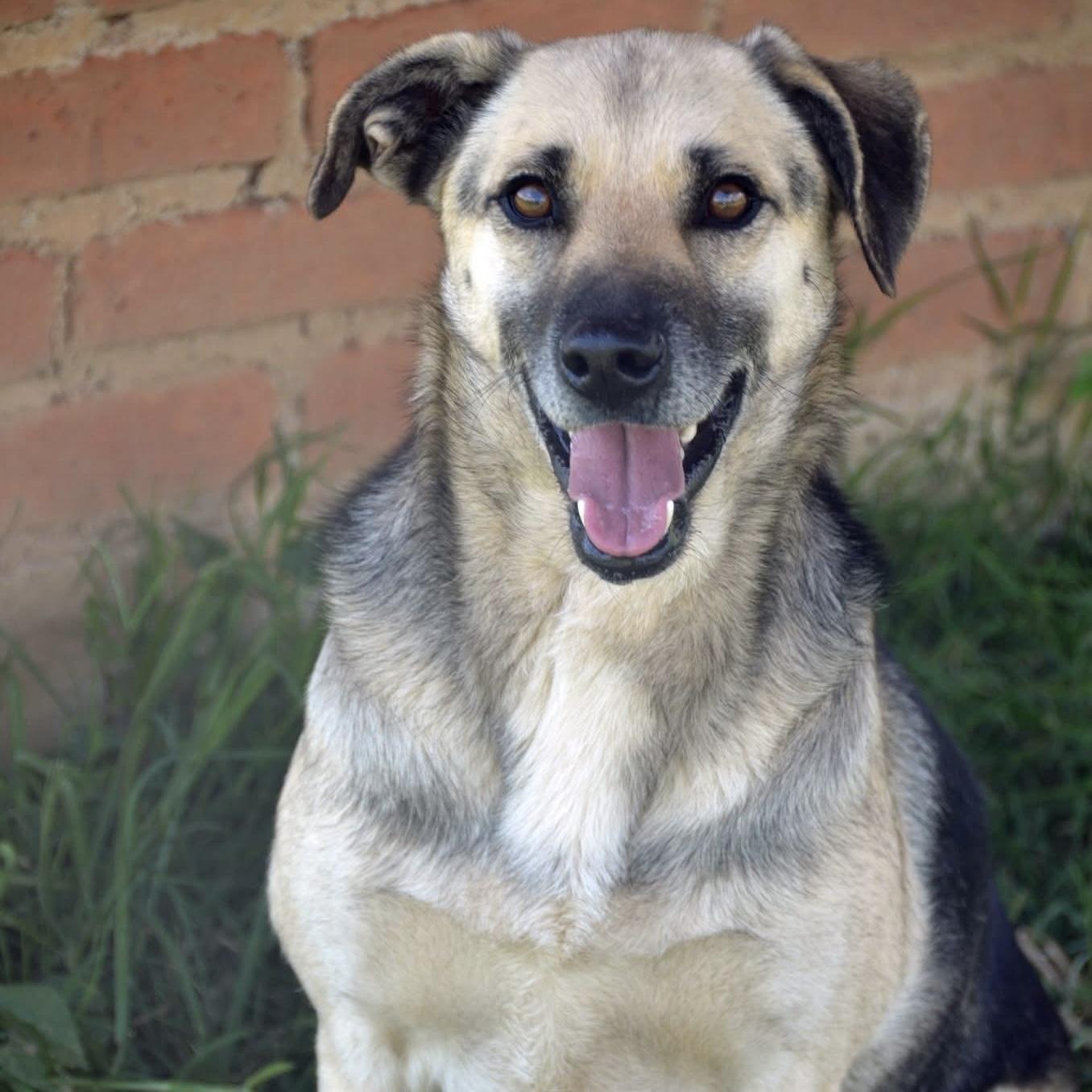 Lucassa, Adoptable, Senior Female Mixed Breed & Shepherd.