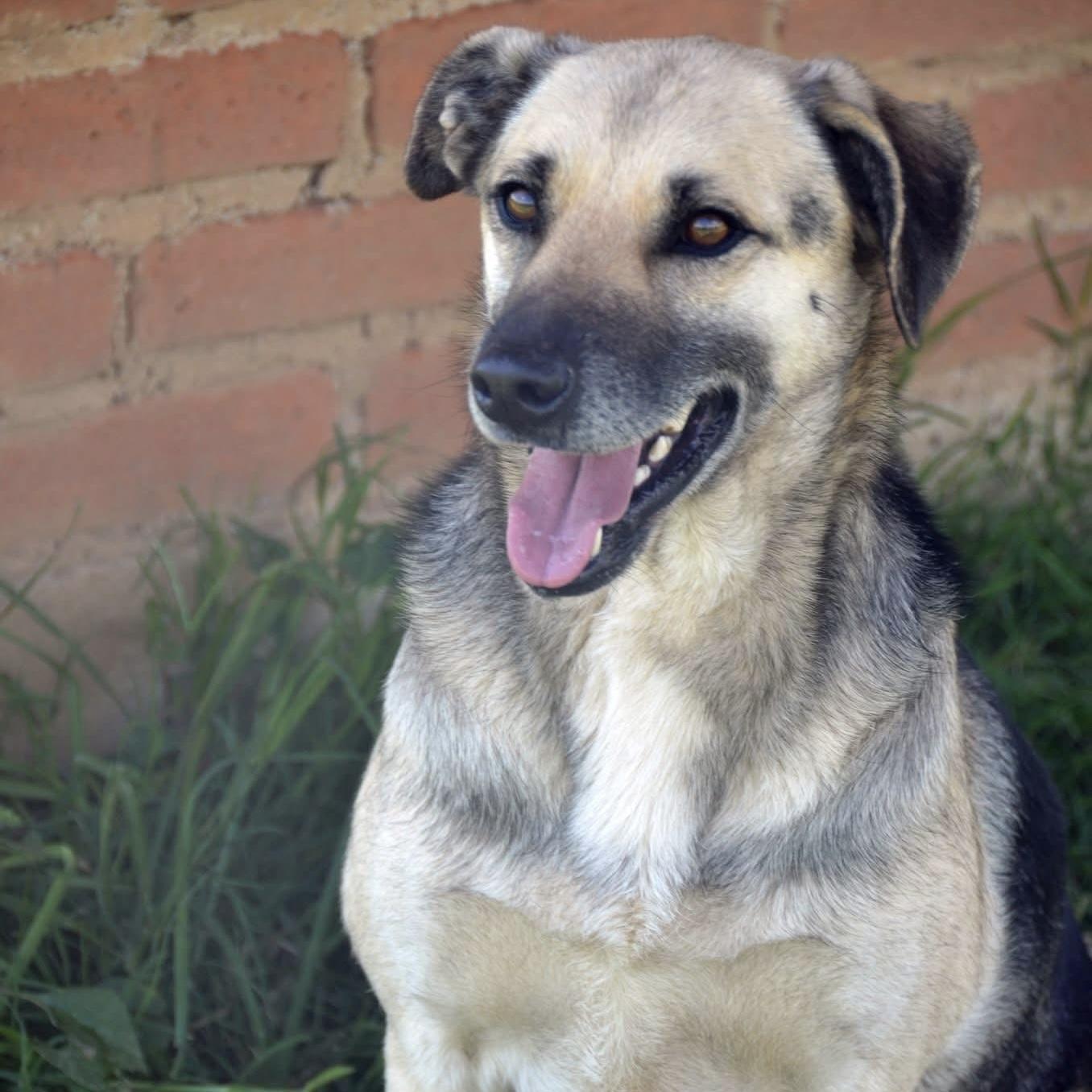 Enlarge Lucassa, a Adoptable mixed breed in Toronto, ON image 2/4
