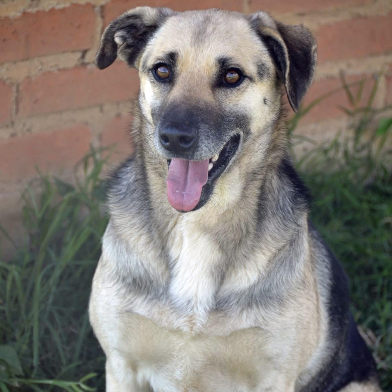 Enlarge Lucassa, a Adoptable mixed breed in Toronto, ON image 3/4