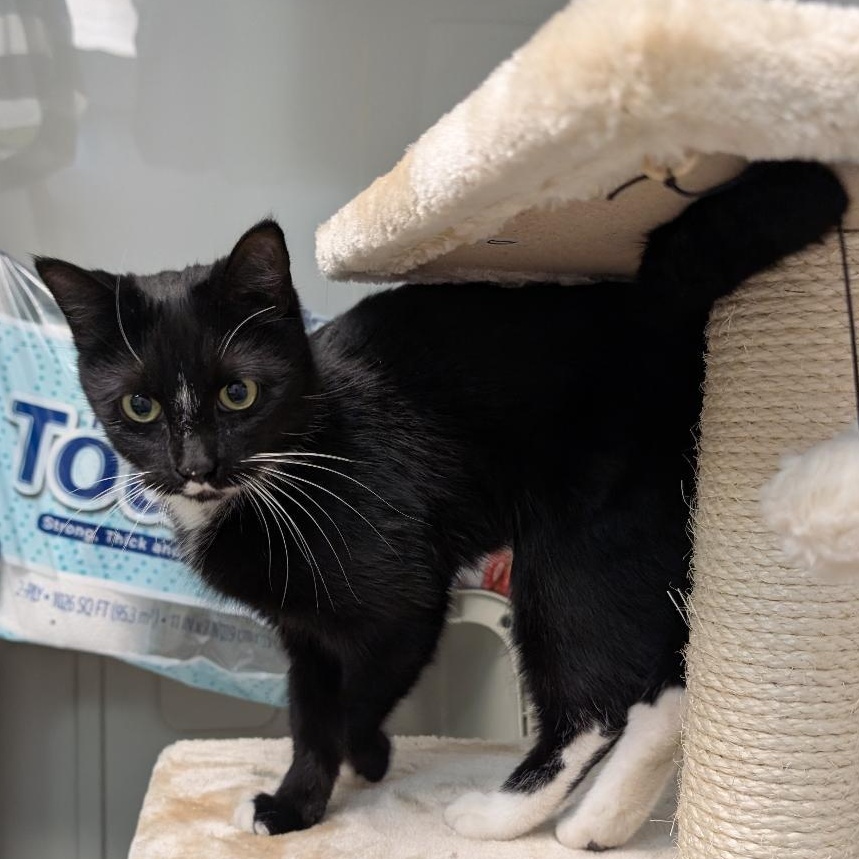 Enlarge Becky, a ADOPTABLE Domestic Short Hair in Reisterstown, MD image 4/4