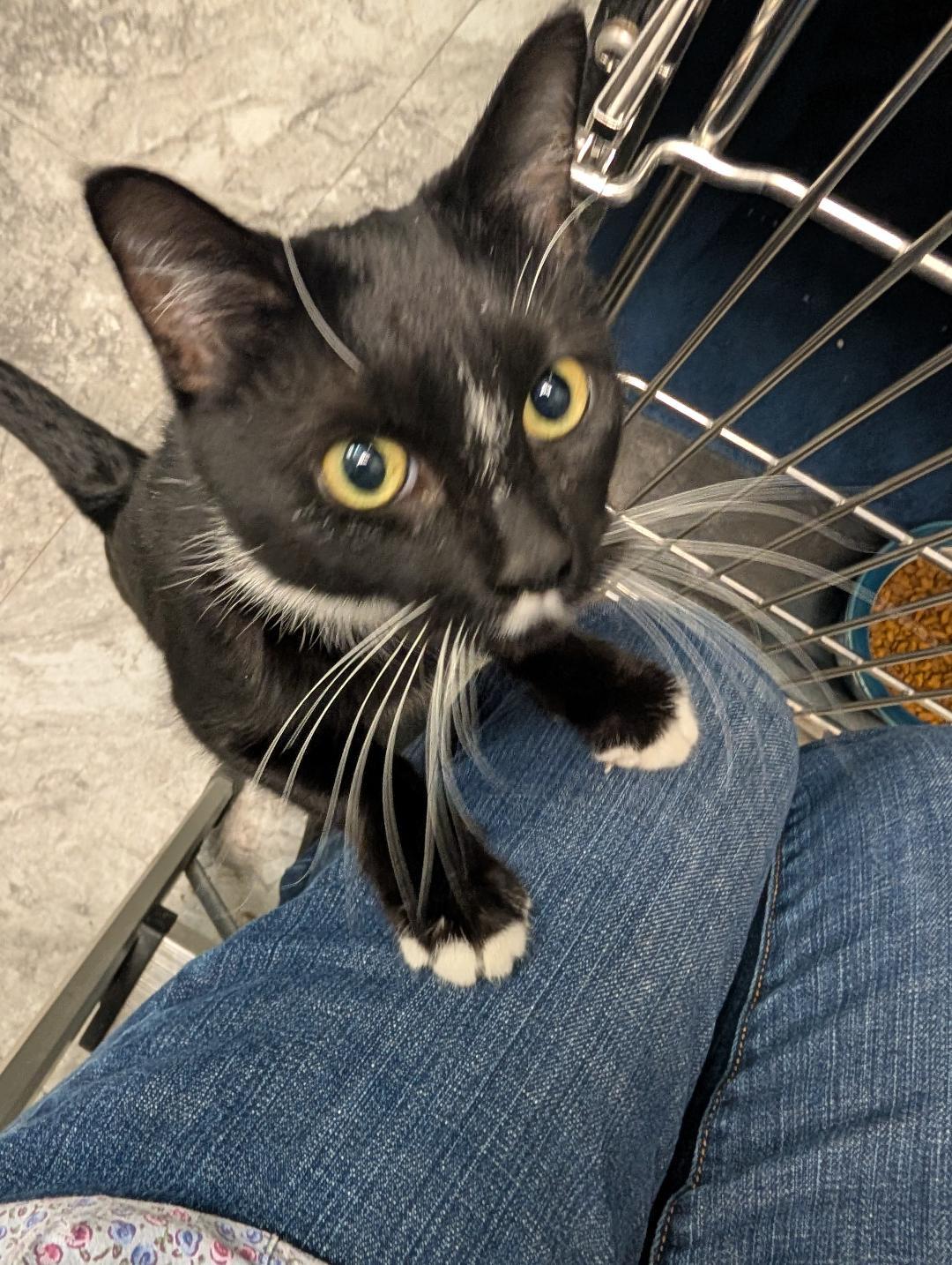 Becky, ADOPTABLE, Kitten Female Domestic Short Hair.