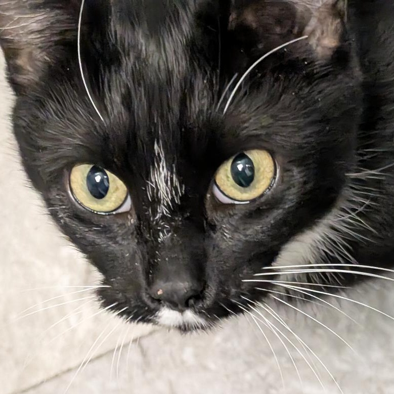 Enlarge Becky, a ADOPTABLE Domestic Short Hair in Reisterstown, MD image 2/4