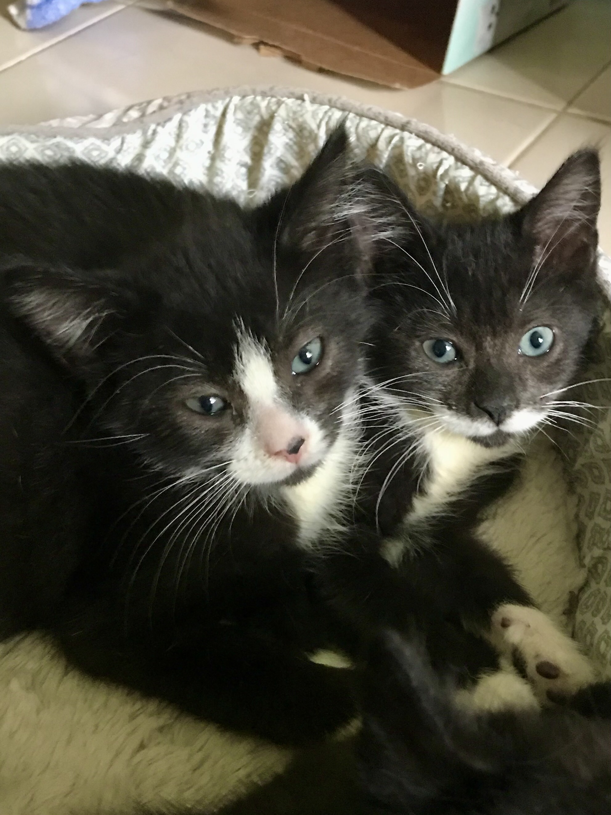 Cat for adoption Harry & Sally BONDED, a Domestic Short Hair in North