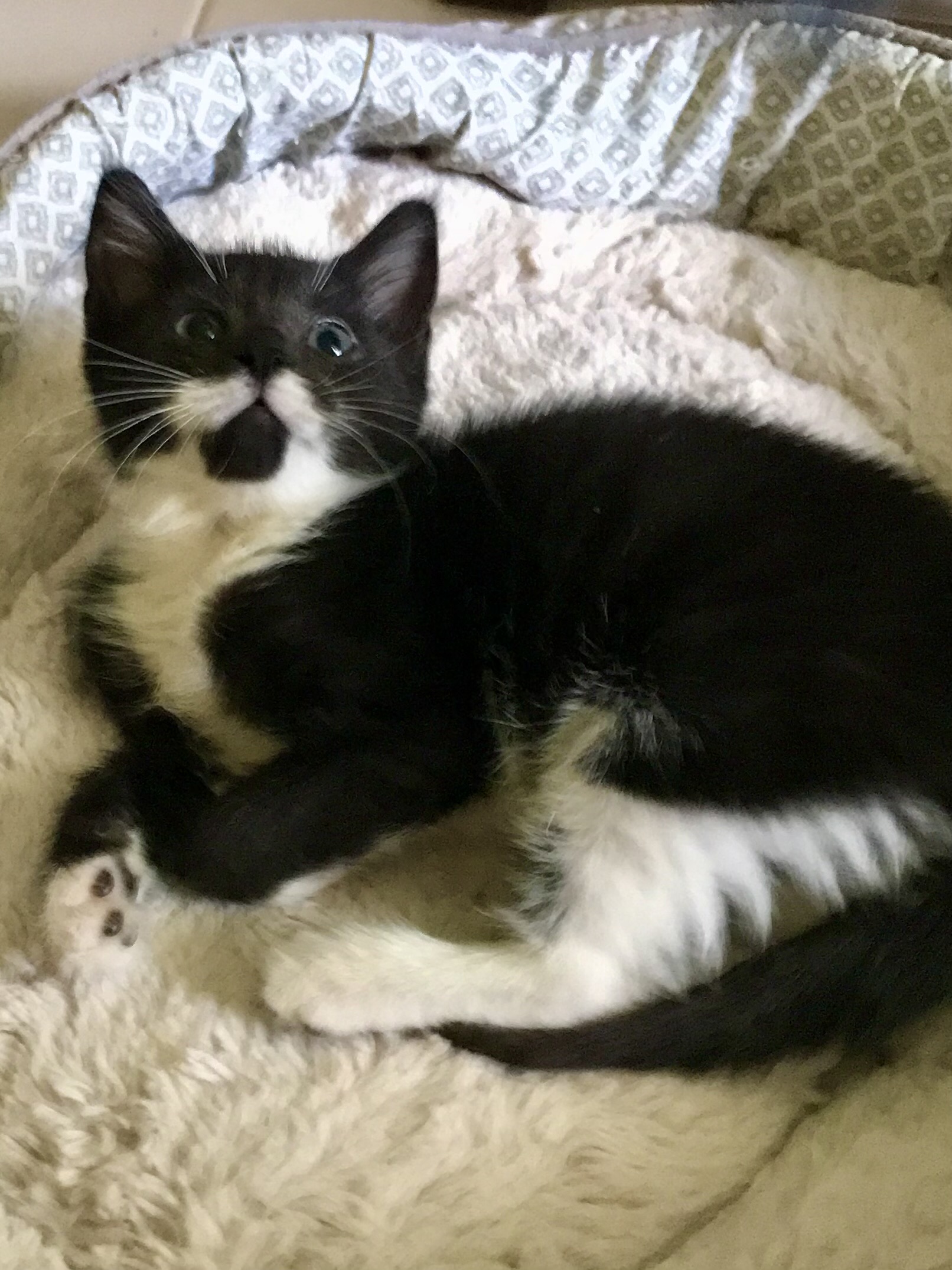 Cat for adoption Harry & Sally BONDED, a Domestic Short Hair in North