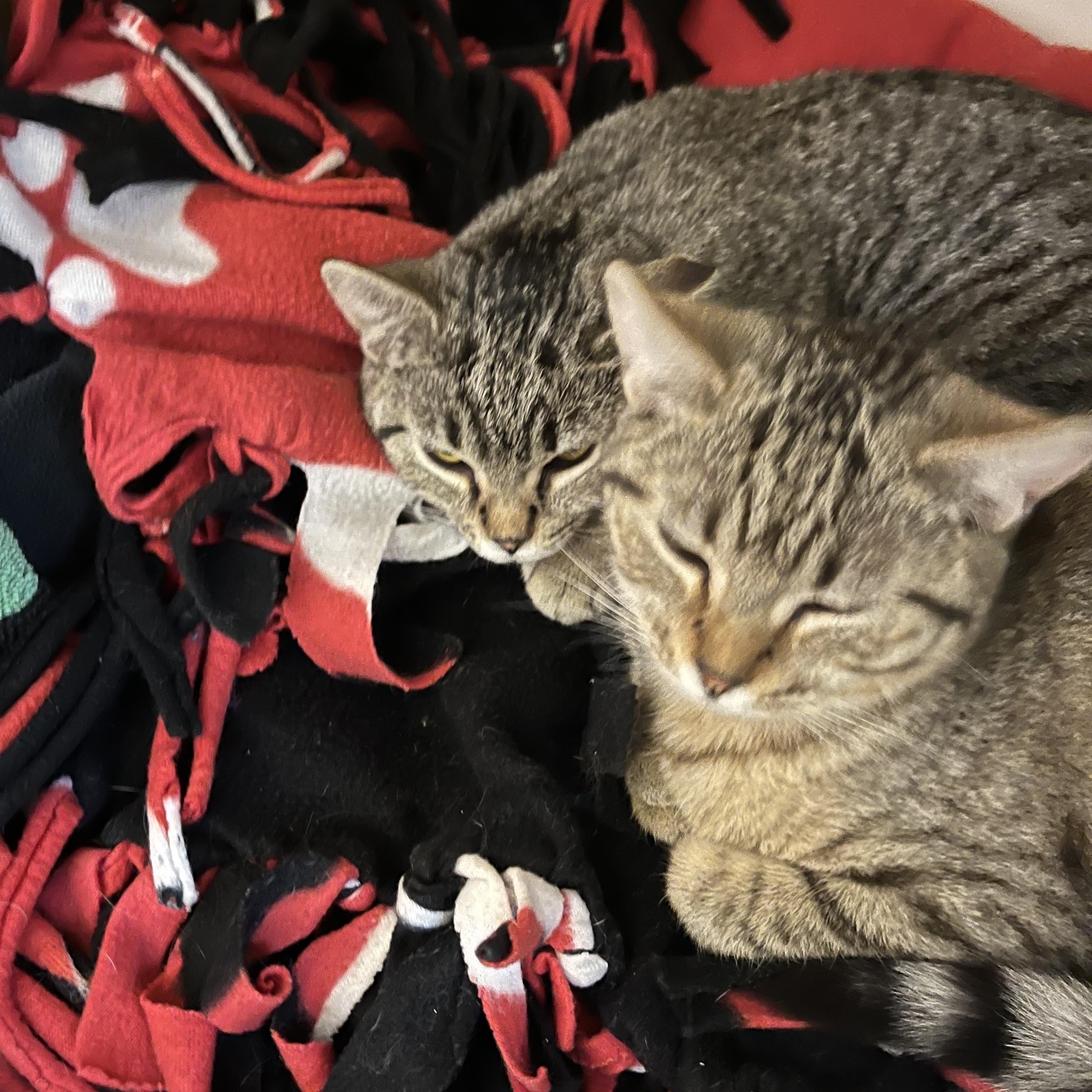 Enlarge Yuma, an adopted Domestic Short Hair in Tomah, WI image 3/5