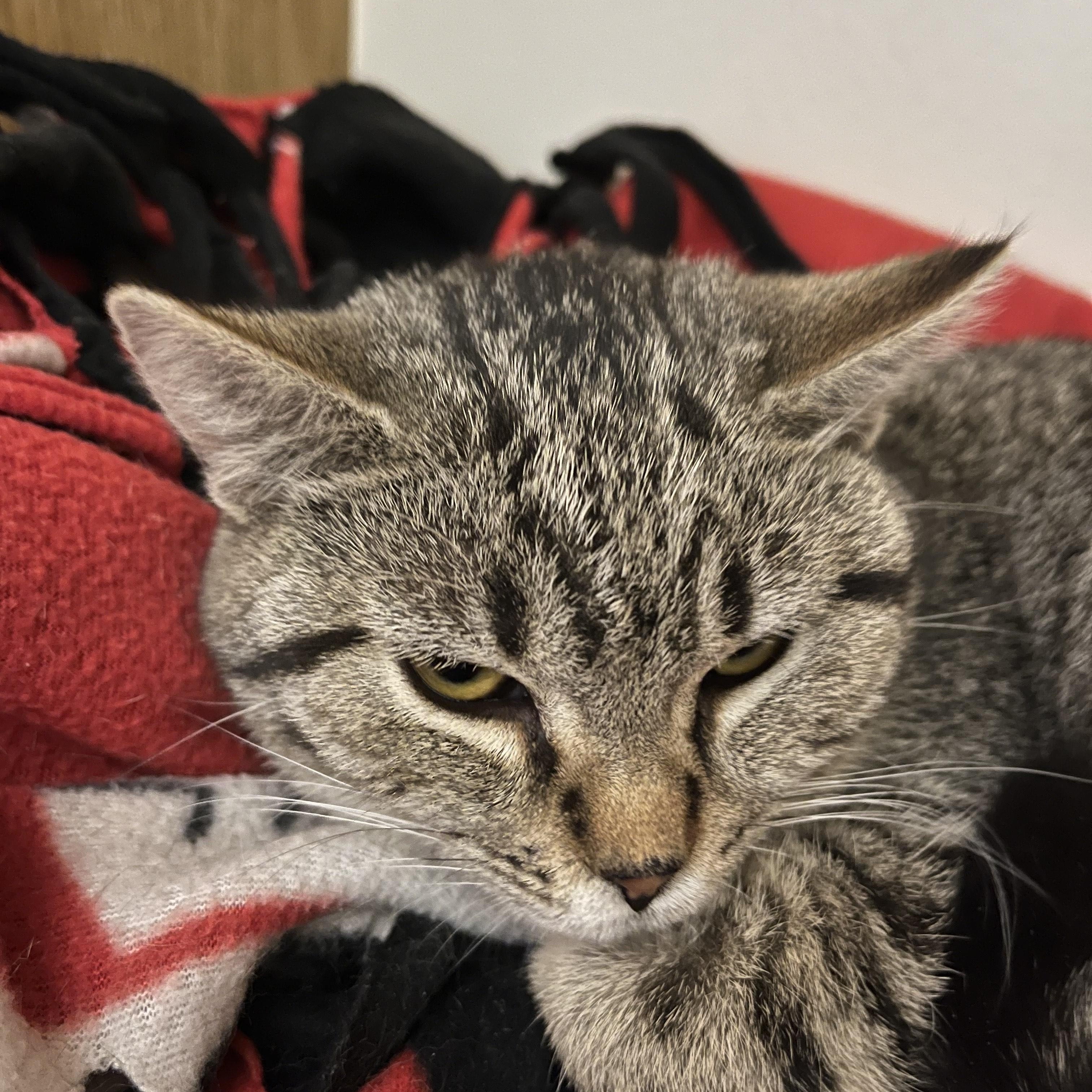 Enlarge Yuma, an adopted Domestic Short Hair in Tomah, WI image 2/5