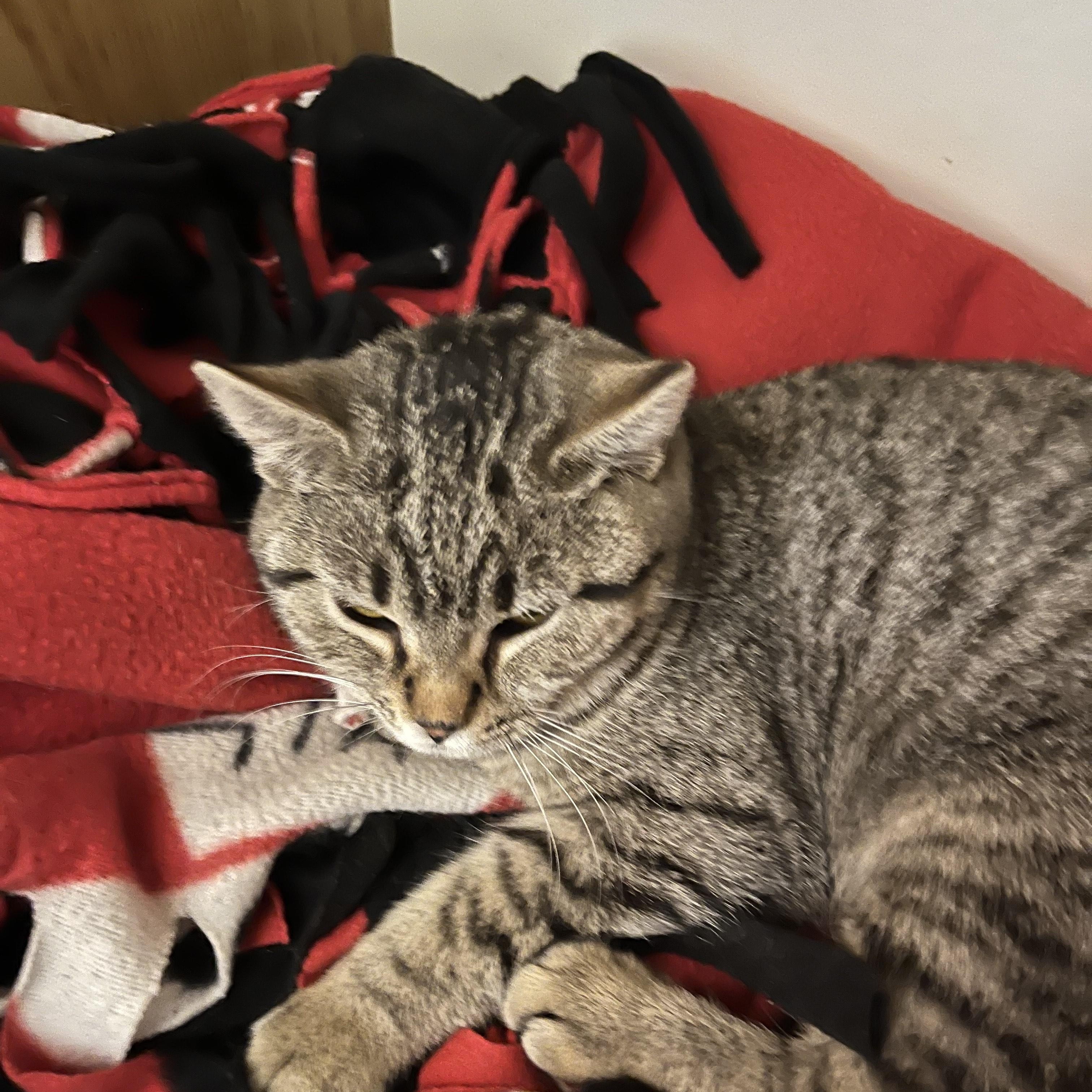 Yuma, ADOPTABLE, Young Female Domestic Short Hair.