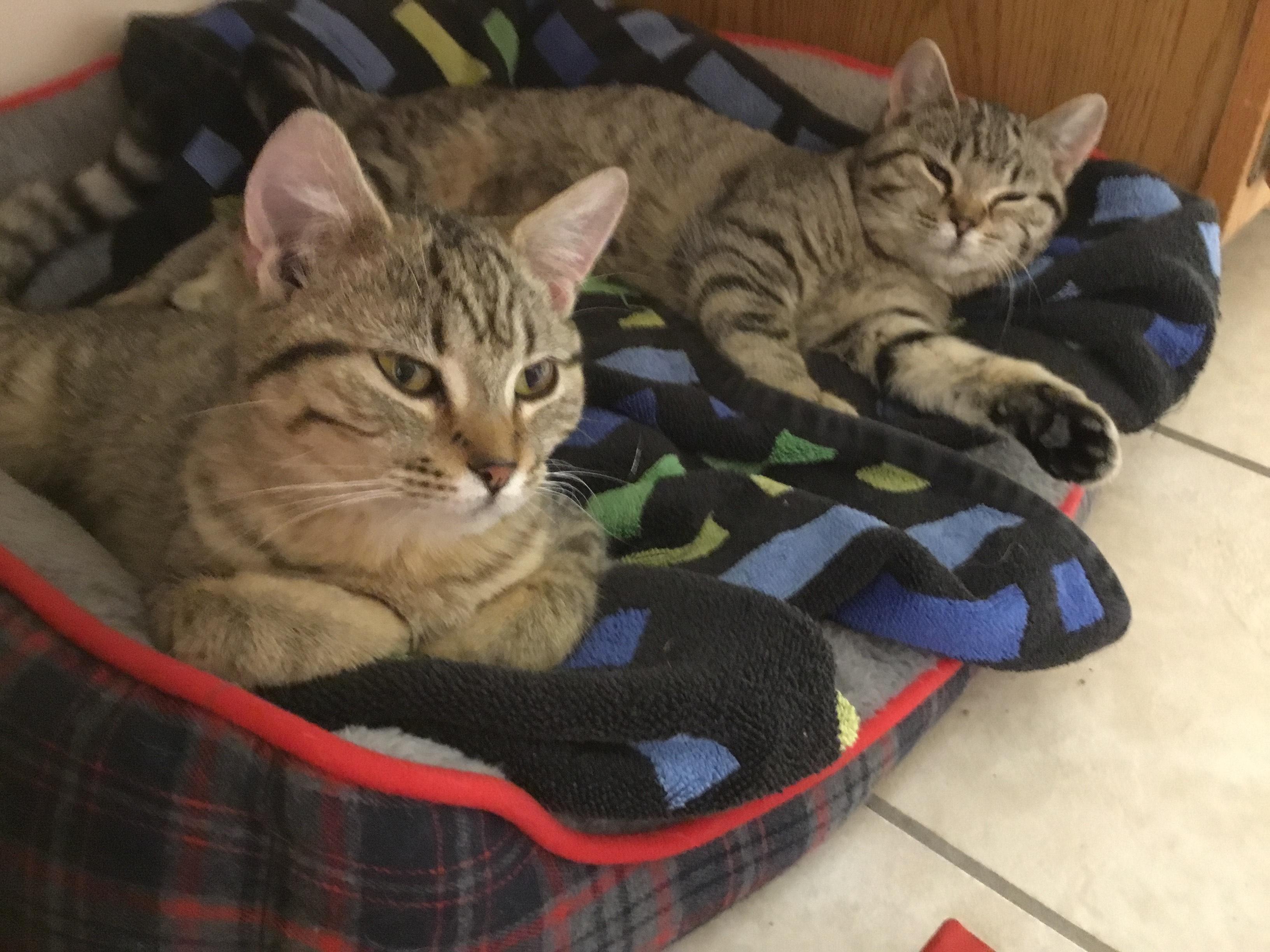 Enlarge Yuma, an adopted Domestic Short Hair in Tomah, WI image 4/5