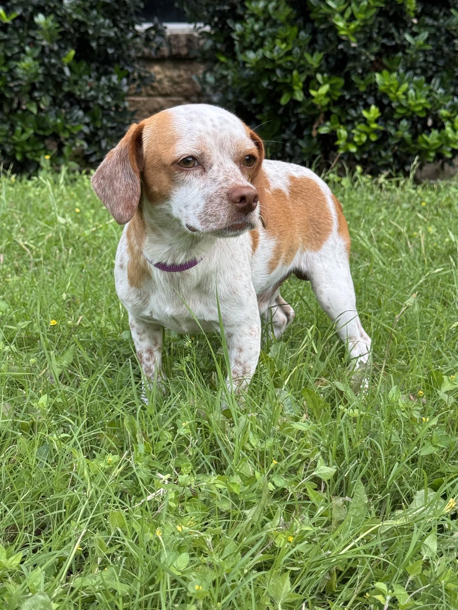 Caleb, Adopted, Adult Male Beagle & Jack Russell Terrier.