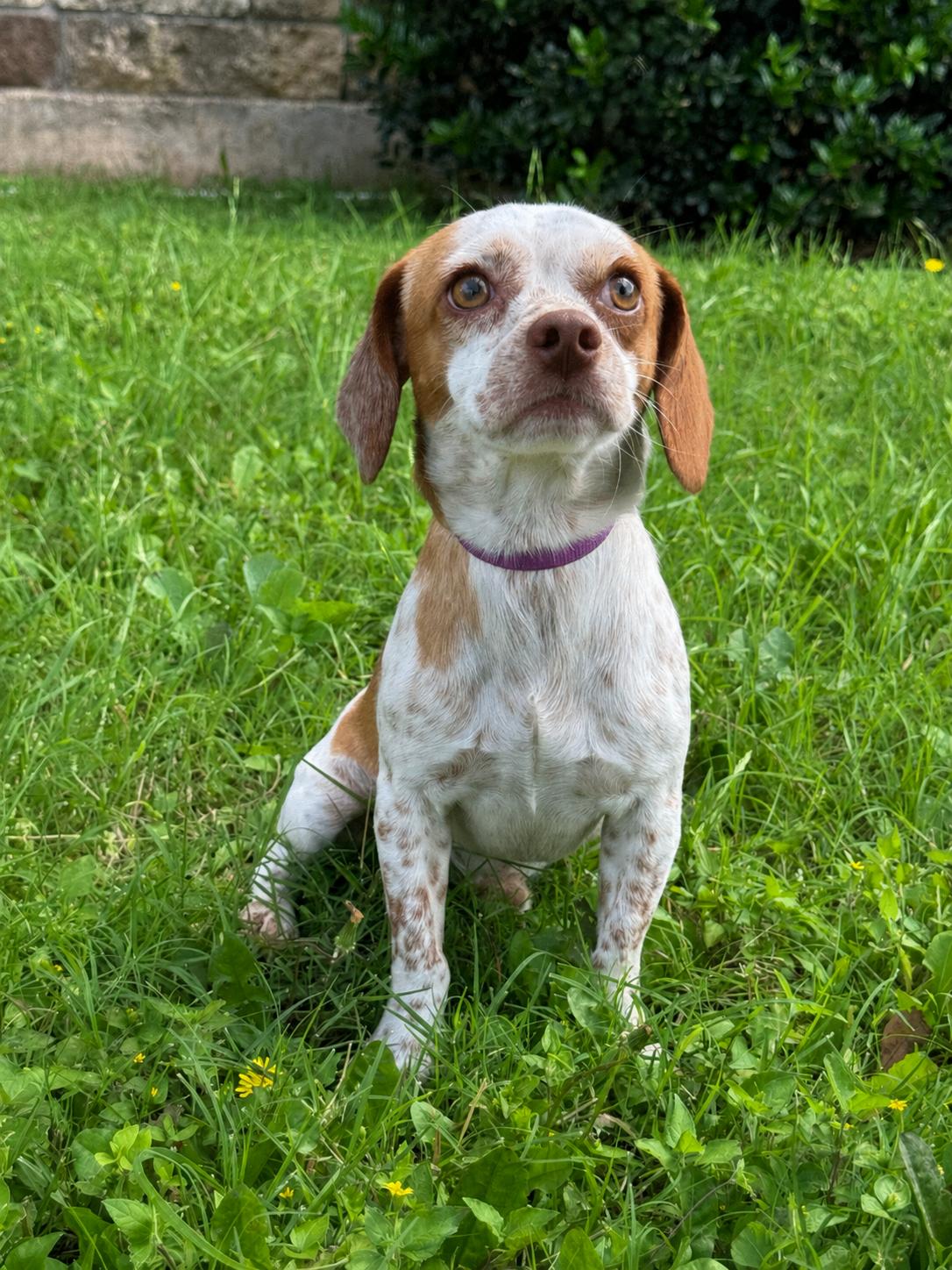 Caleb, a Adopted mixed breed in Helotes, TX image 2/3