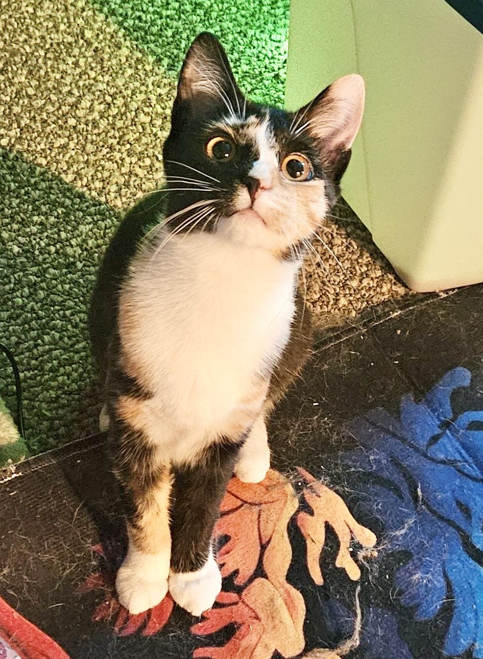 Ruto, Adoptable, Adult Female Domestic Short Hair.