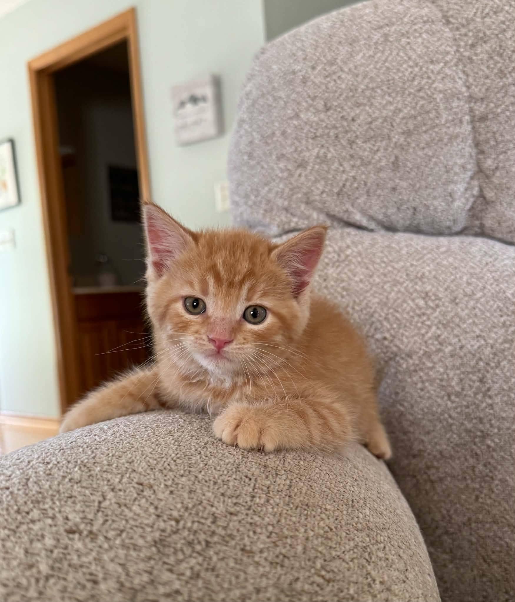 Samson-COME MEET ME, an adopted Tabby in Decorah, IA image 2/6