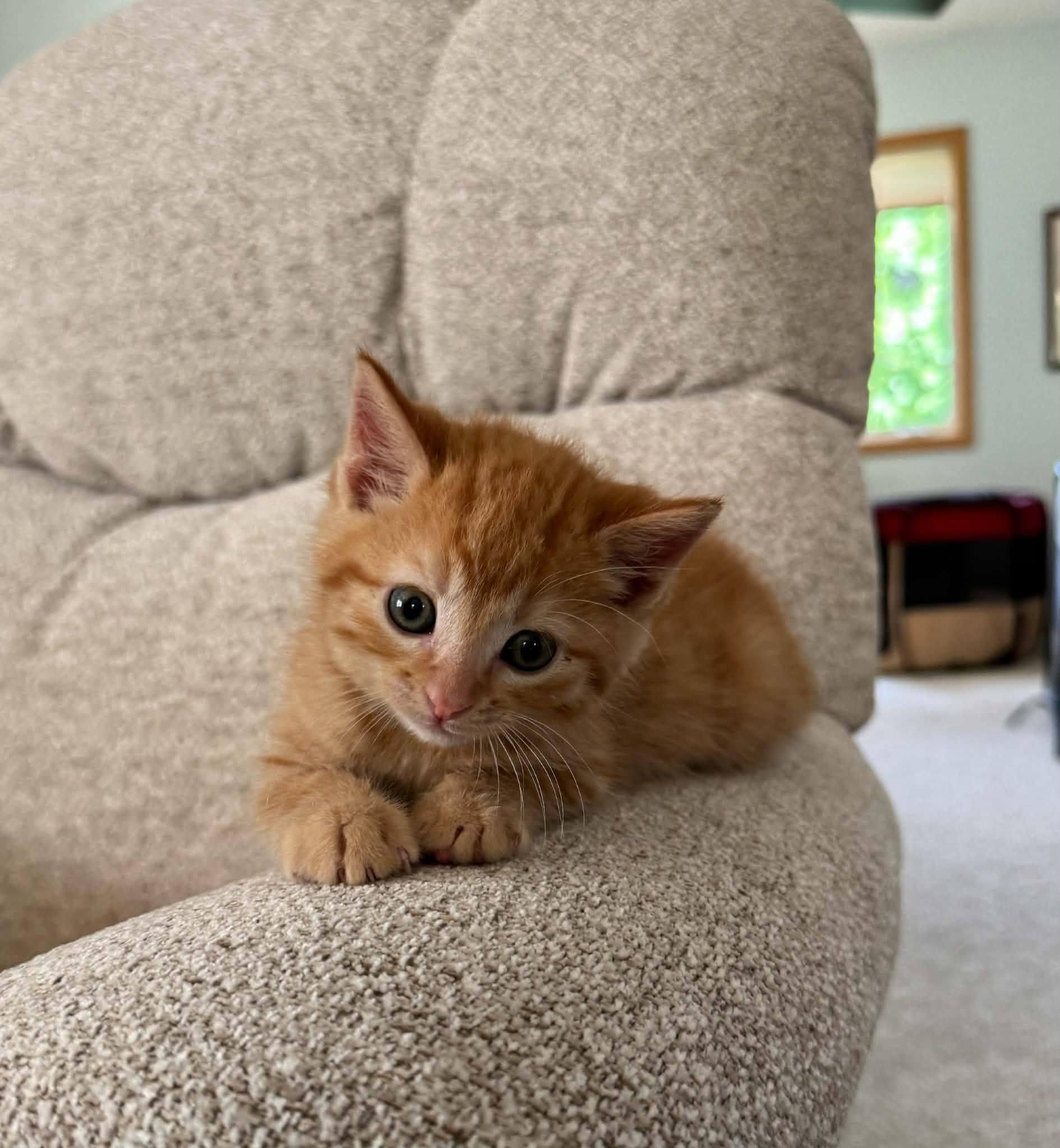 Samson-COME MEET ME, an adopted Tabby in Decorah, IA image 4/6