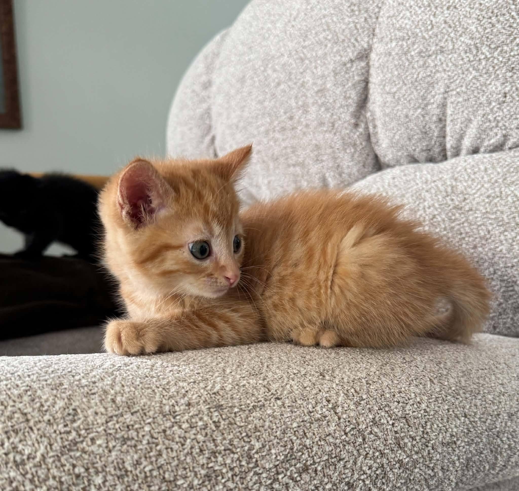Samson-COME MEET ME, an adopted Tabby in Decorah, IA image 5/6