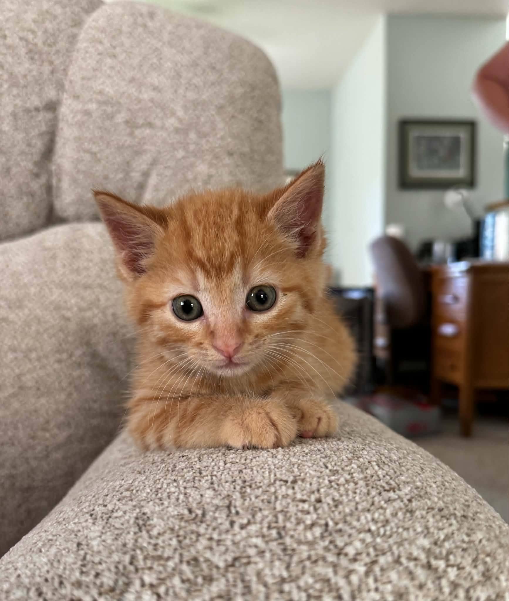 Samson-COME MEET ME, an adopted Tabby in Decorah, IA image 3/6