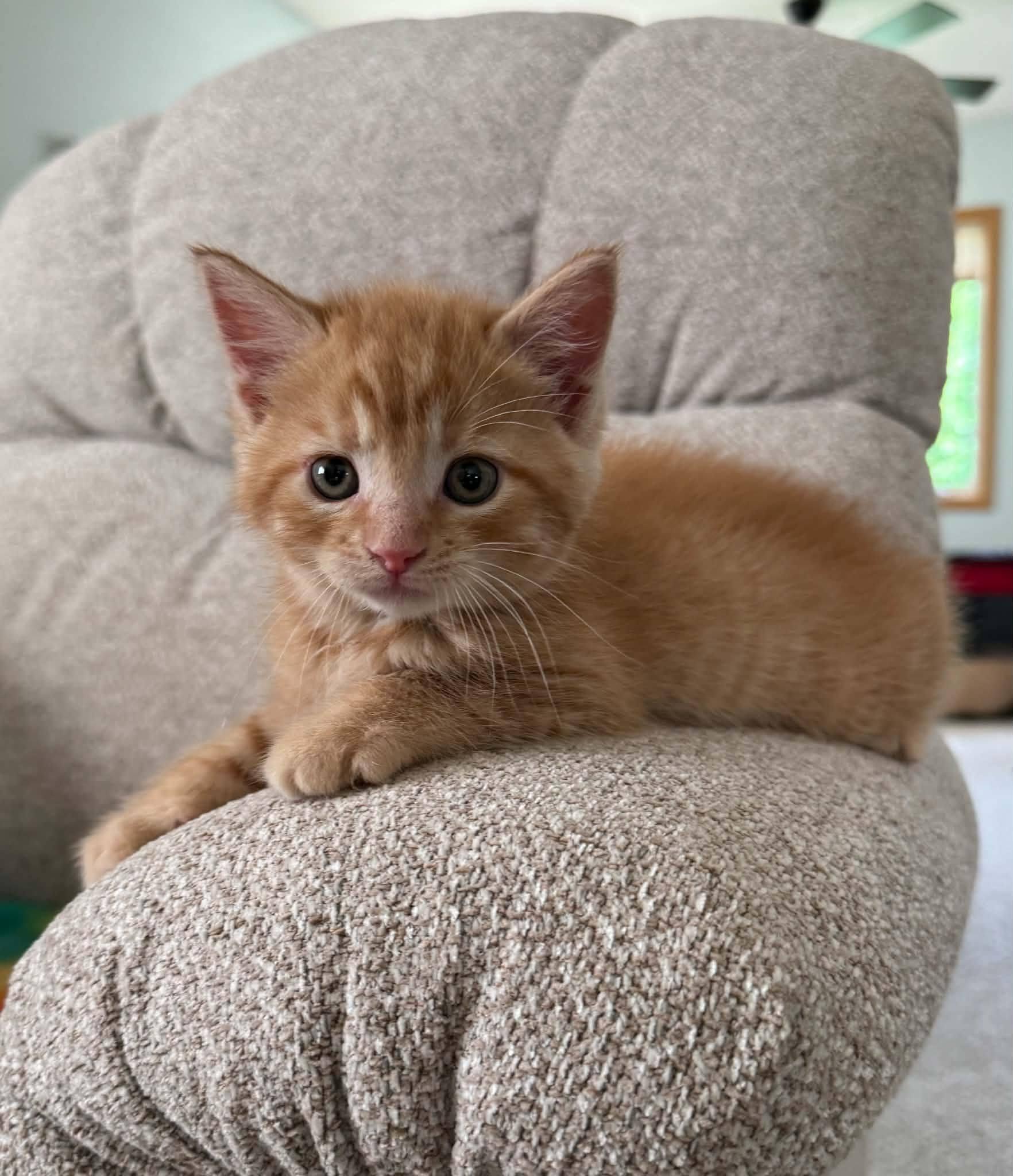 Samson-COME MEET ME, an adopted Tabby in Decorah, IA image 6/6