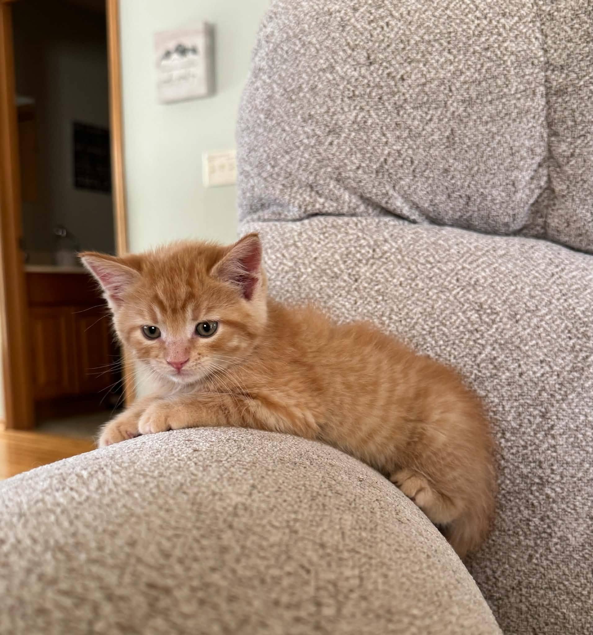 Samson-COME MEET ME, adopted, Kitten Male Tabby.
