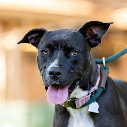 Caterpillar, Adoptable, Adult Female Pit Bull Terrier & Mixed Breed.