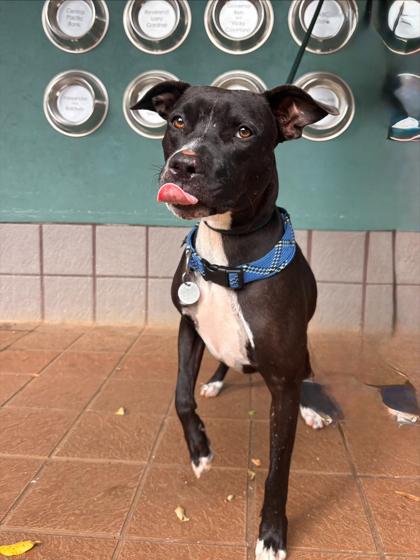 Enlarge Caterpillar, a Adoptable mixed breed in Honolulu, HI image 2/3