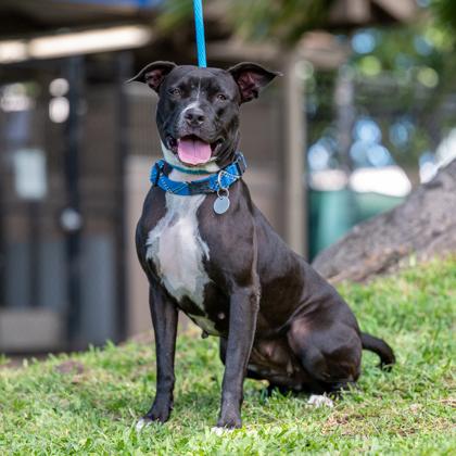 Enlarge Caterpillar, a Adoptable mixed breed in Honolulu, HI image 3/3