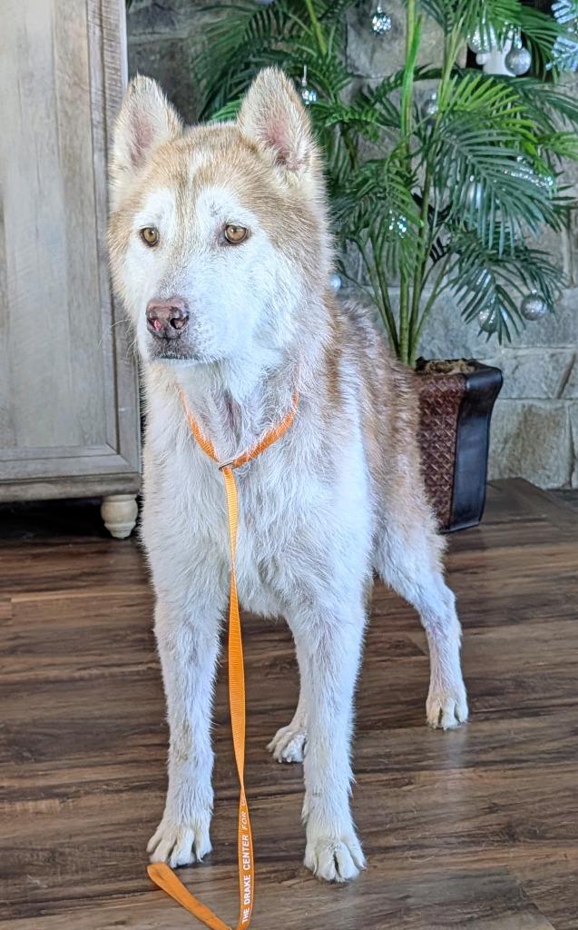 Scar / Ghost, Adoptable, Senior Male Husky.