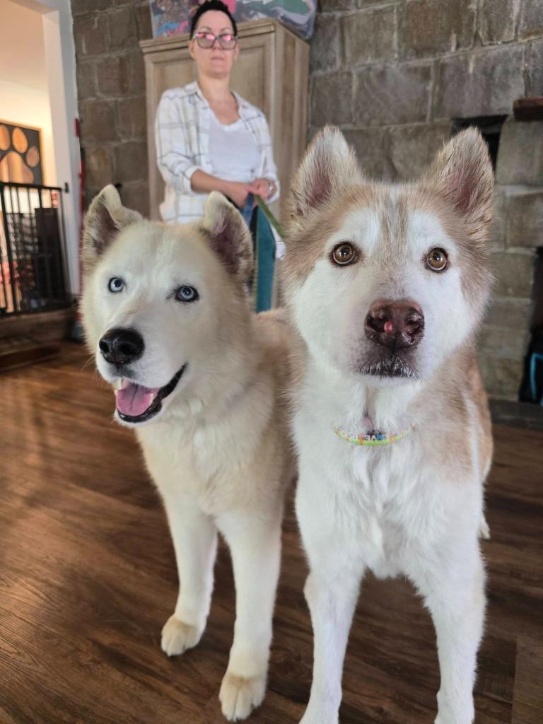 Enlarge Scar / Ghost, a Adoptable mixed breed in El Cajon, CA image 2/6