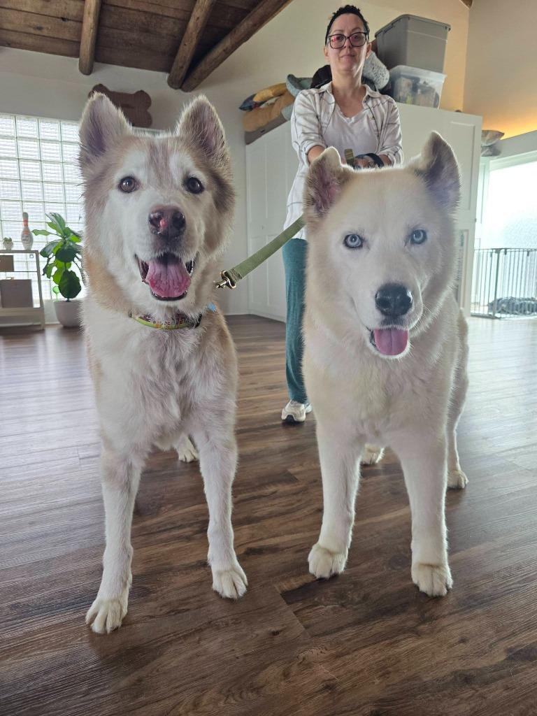 Enlarge Scar / Ghost, a Adoptable mixed breed in El Cajon, CA image 3/6