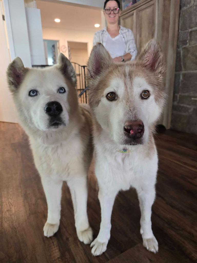 Enlarge Scar / Ghost, a Adoptable mixed breed in El Cajon, CA image 4/6