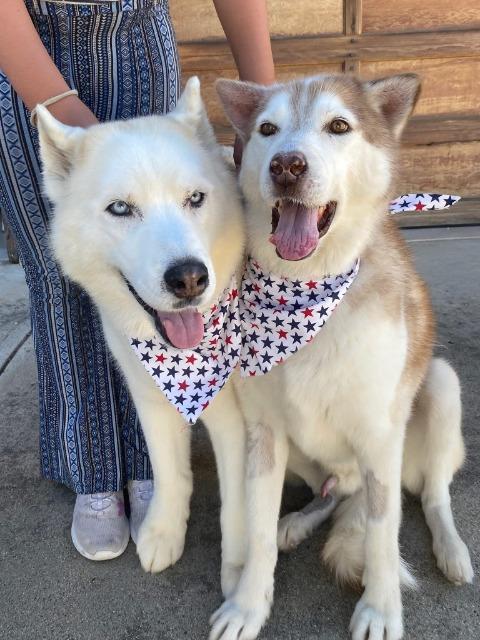 Enlarge Scar / Ghost, a Adoptable mixed breed in El Cajon, CA image 4/6
