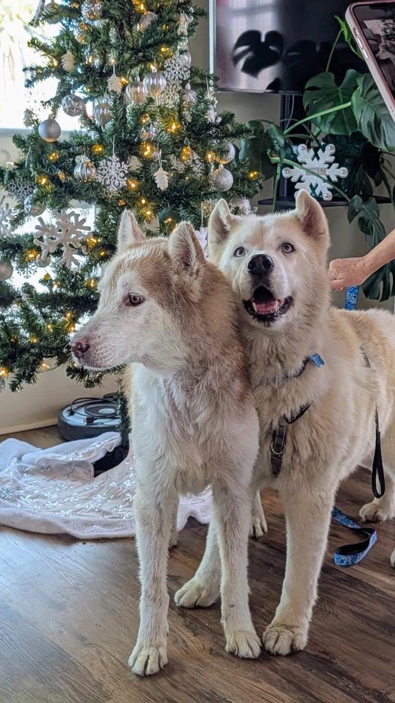 Scar / Ghost — thumbnail 5