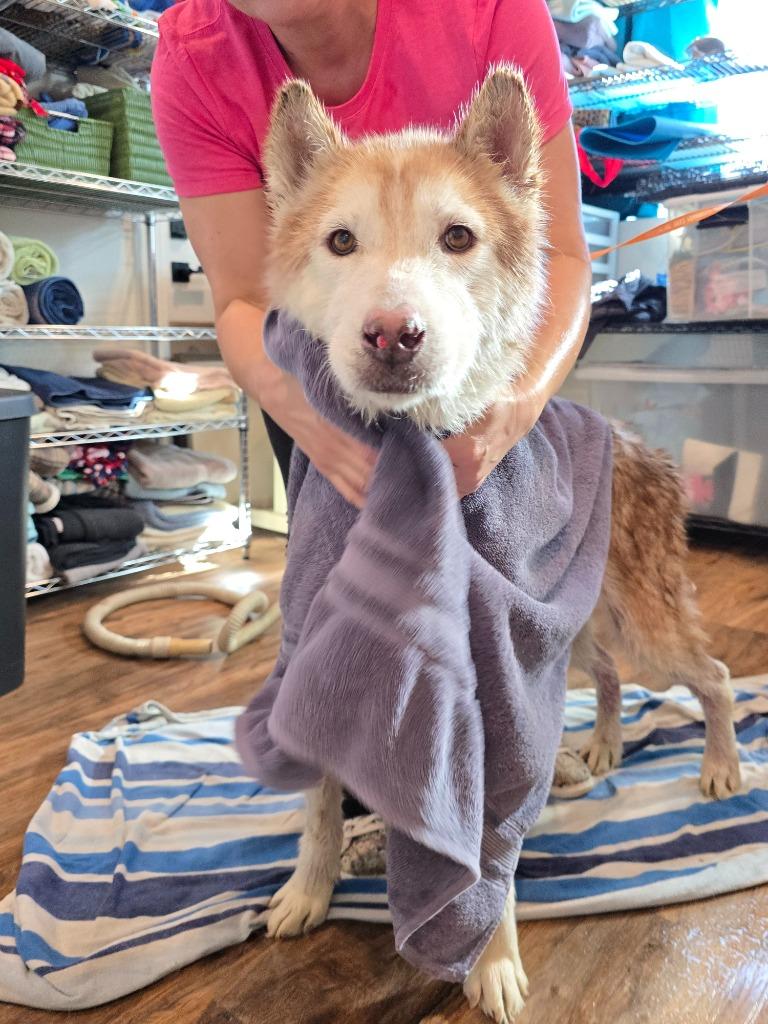Enlarge Scar / Ghost, a Adoptable mixed breed in El Cajon, CA image 6/6