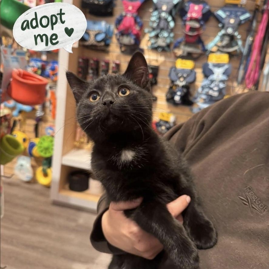 Enlarge Louie, a Adoptable Domestic Short Hair in Mississauga, ON image 1/6