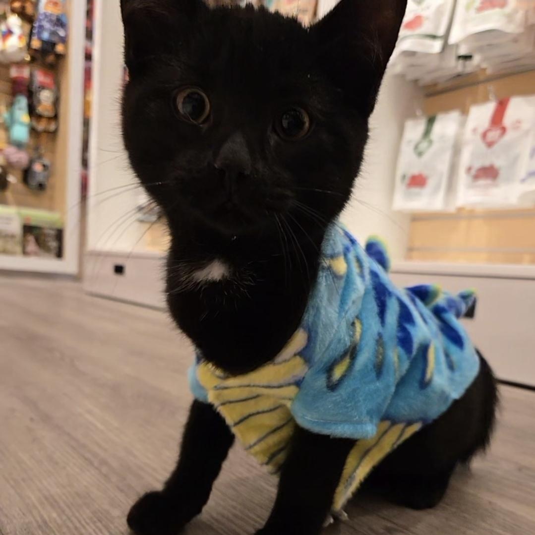 Enlarge Louie, a Adoptable Domestic Short Hair in Mississauga, ON image 2/6
