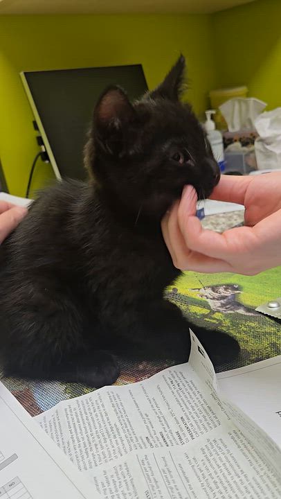 Enlarge Louie, a Adoptable Domestic Short Hair in Mississauga, ON video 5/6