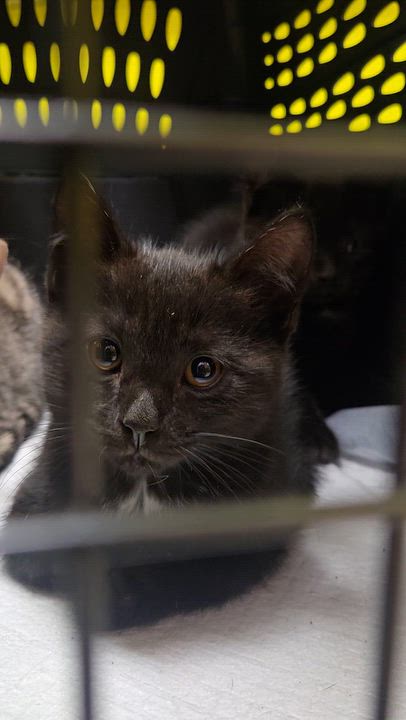 Enlarge Louie, a Adoptable Domestic Short Hair in Mississauga, ON video 6/6