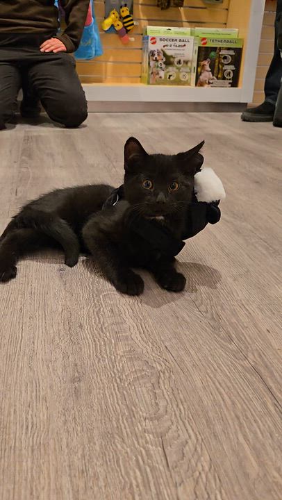 Enlarge Louie, a Adoptable Domestic Short Hair in Mississauga, ON video 4/6