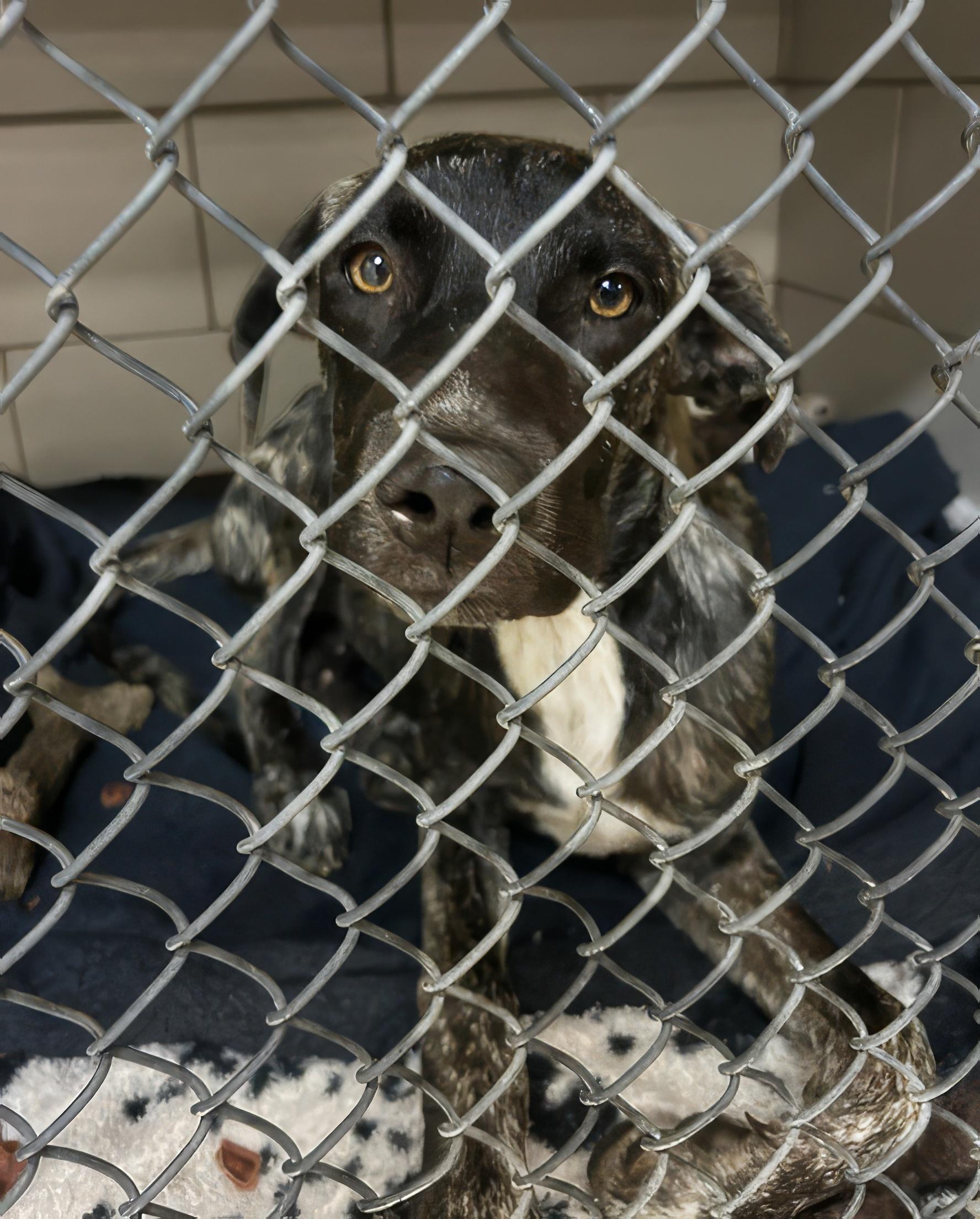 Miguel, Adoptable, Young Male Mixed Breed.