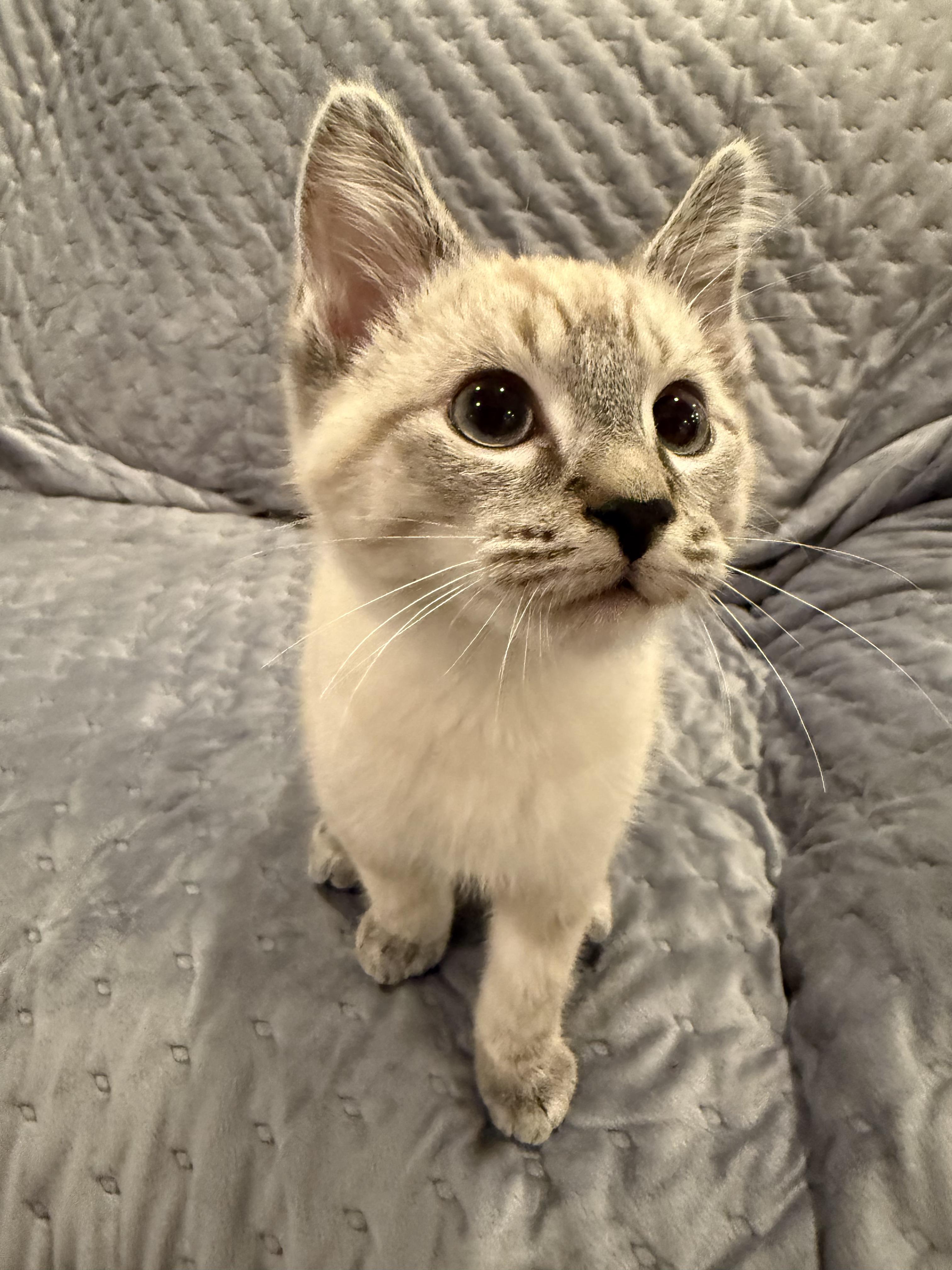 Snowy , an adopted Siamese in Lexington, KY image 1/4