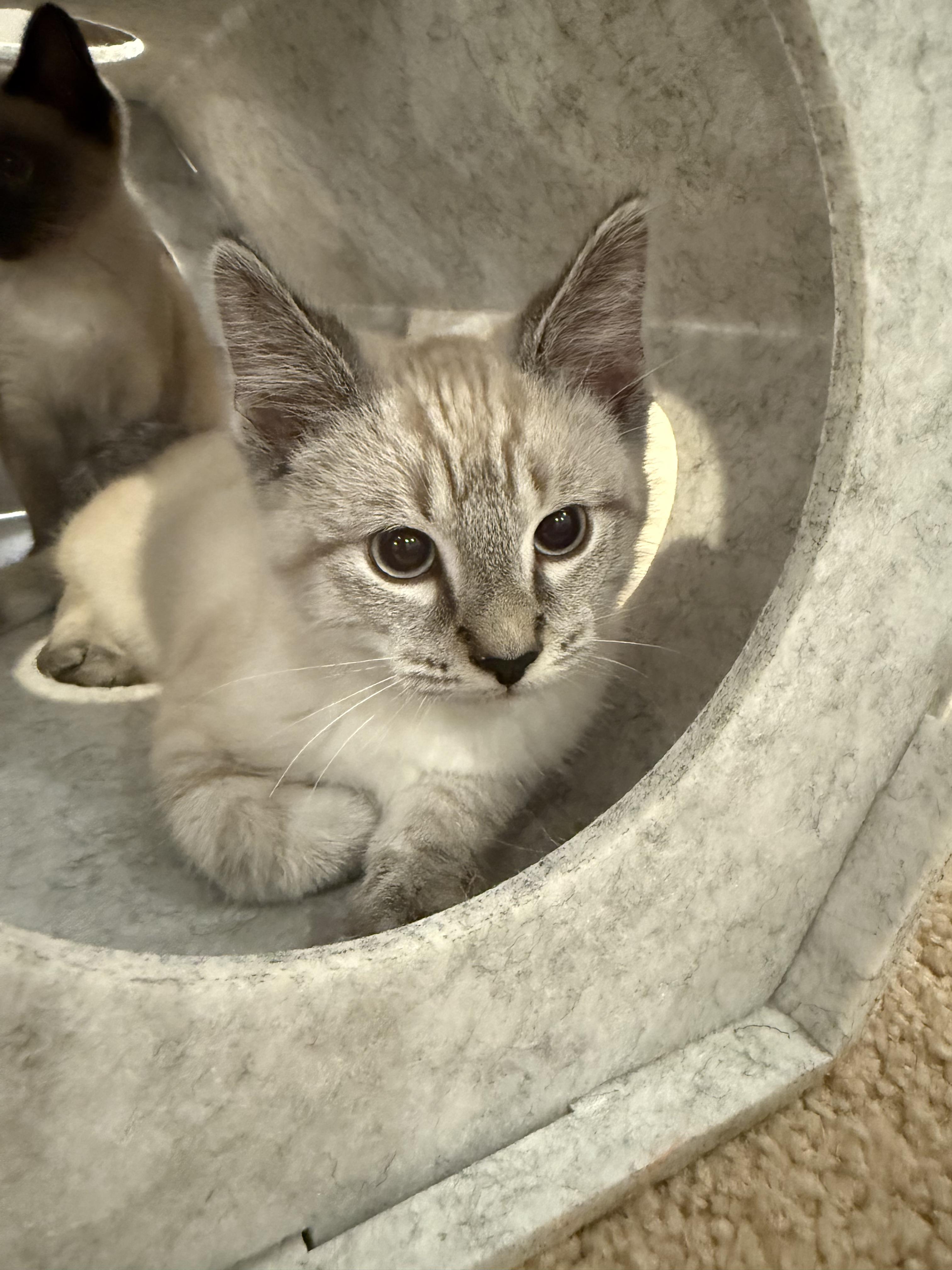 Snowy , an adopted Siamese in Lexington, KY image 2/4