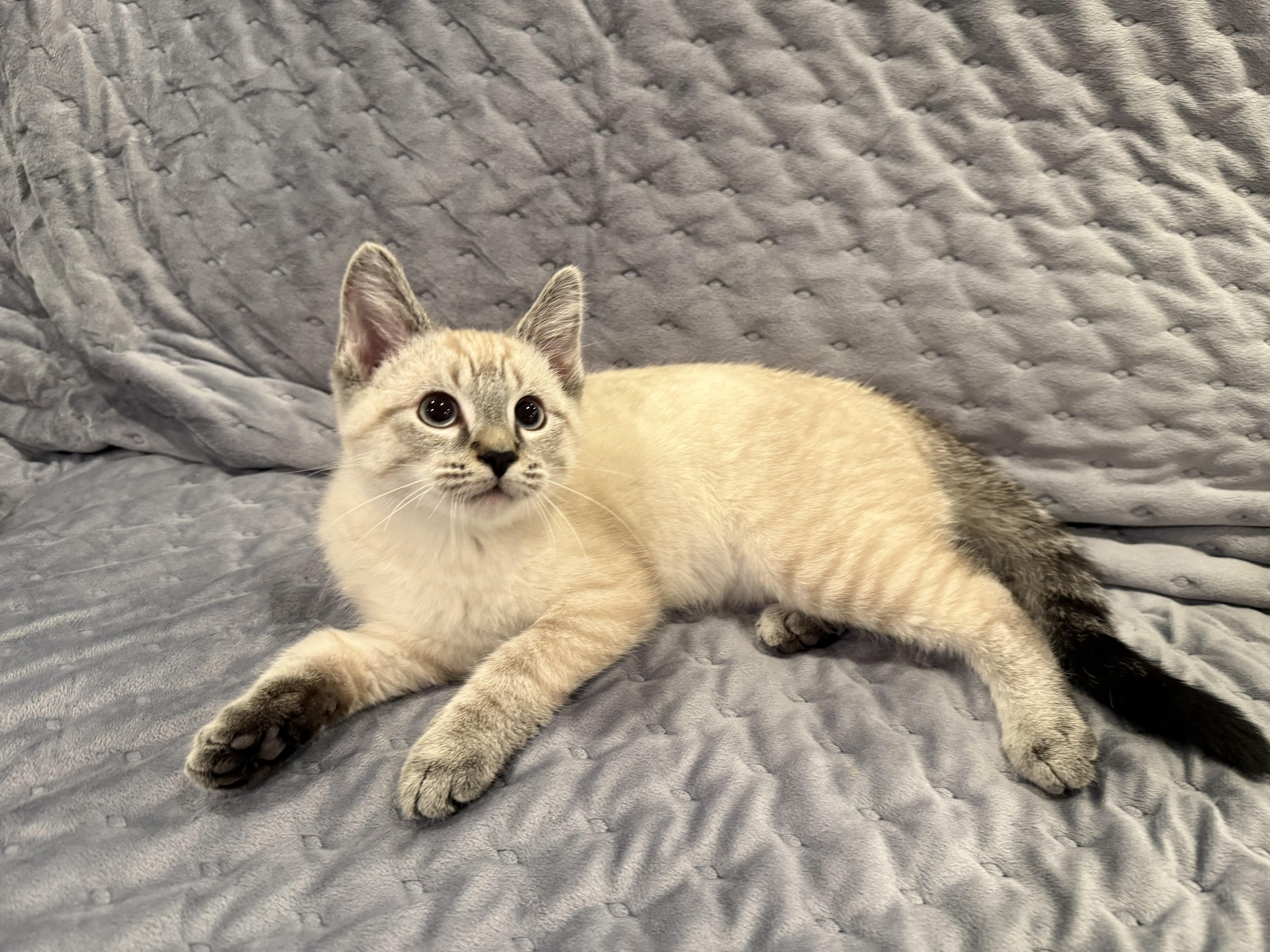 Snowy , an adopted Siamese in Lexington, KY image 3/4