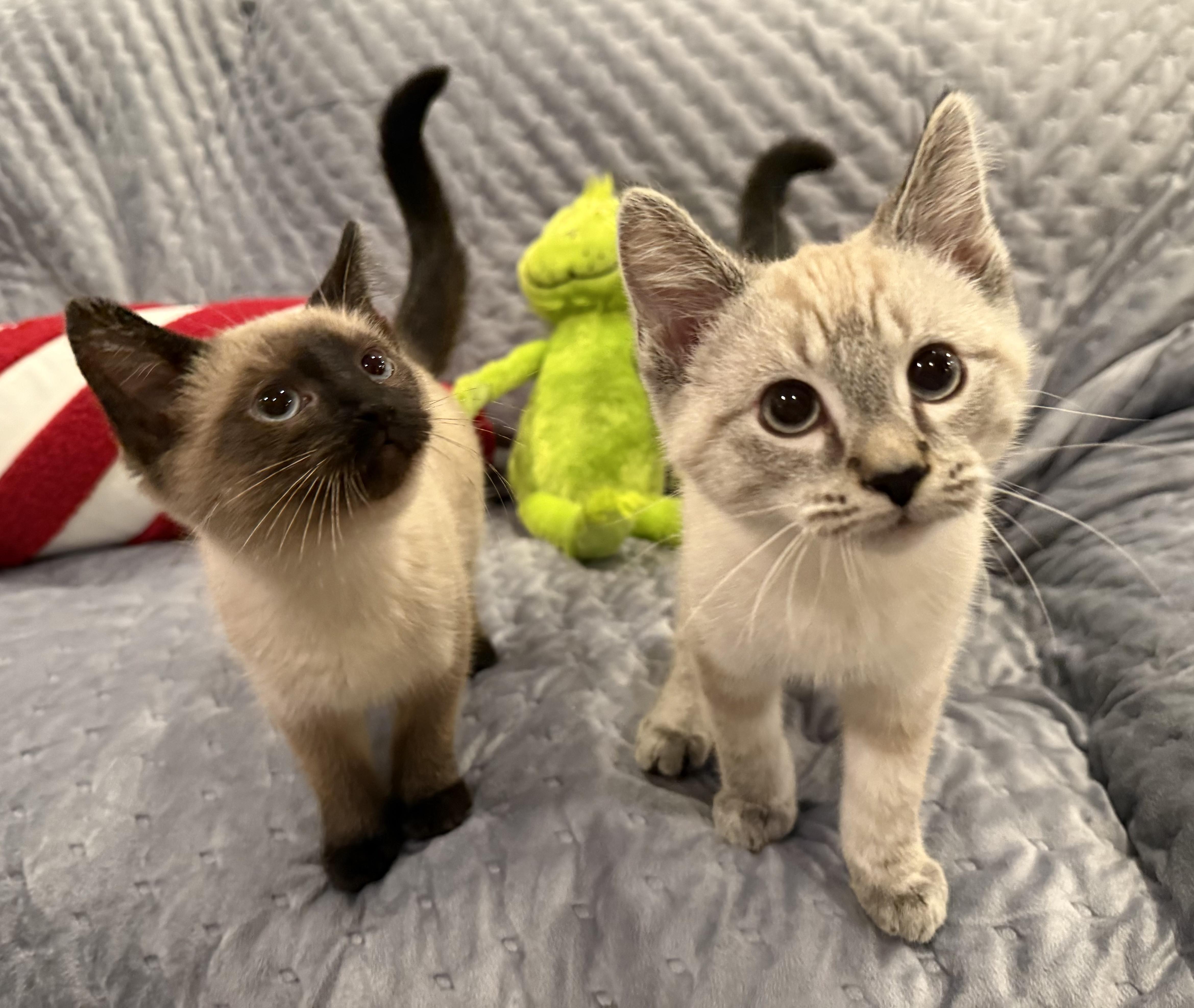 Snowy , an adopted Siamese in Lexington, KY image 4/4