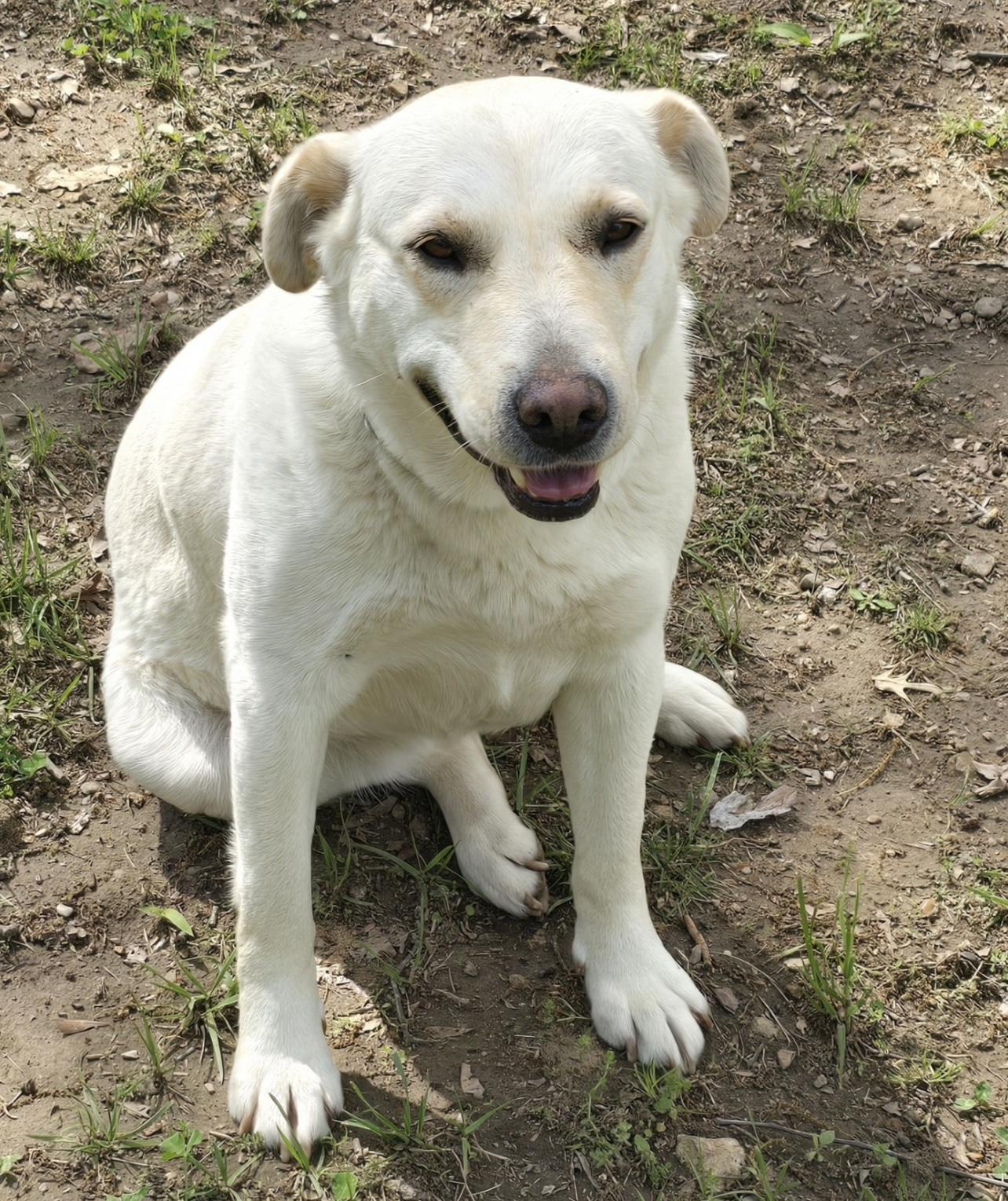 Willow, a Adoptable mixed breed in Sequatchie, TN image 1/3