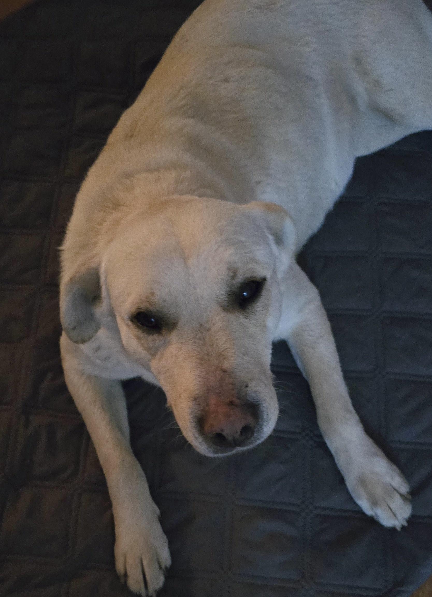 Willow, a Adoptable mixed breed in Sequatchie, TN image 2/3