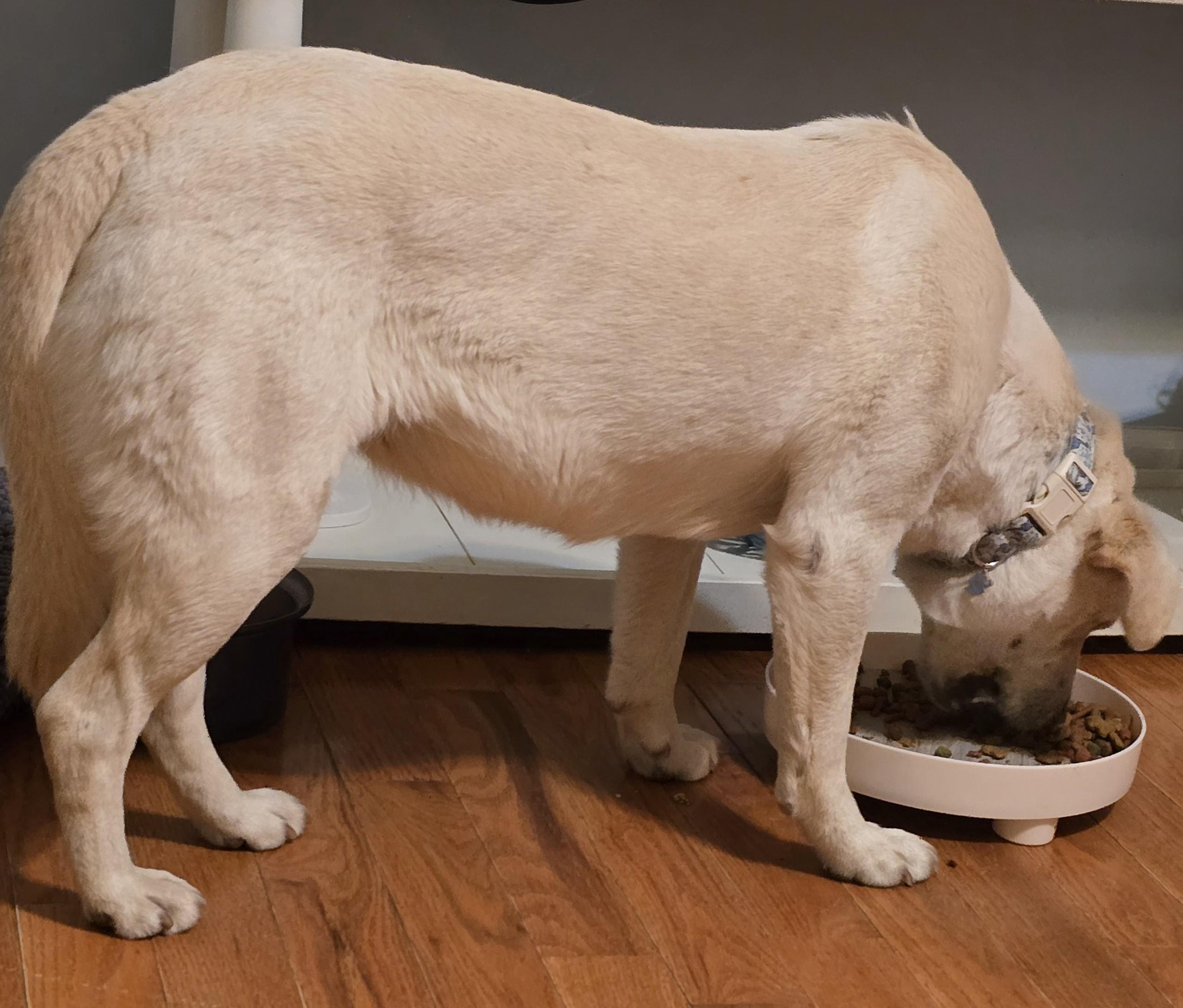 Willow, a Adoptable mixed breed in Sequatchie, TN image 3/3