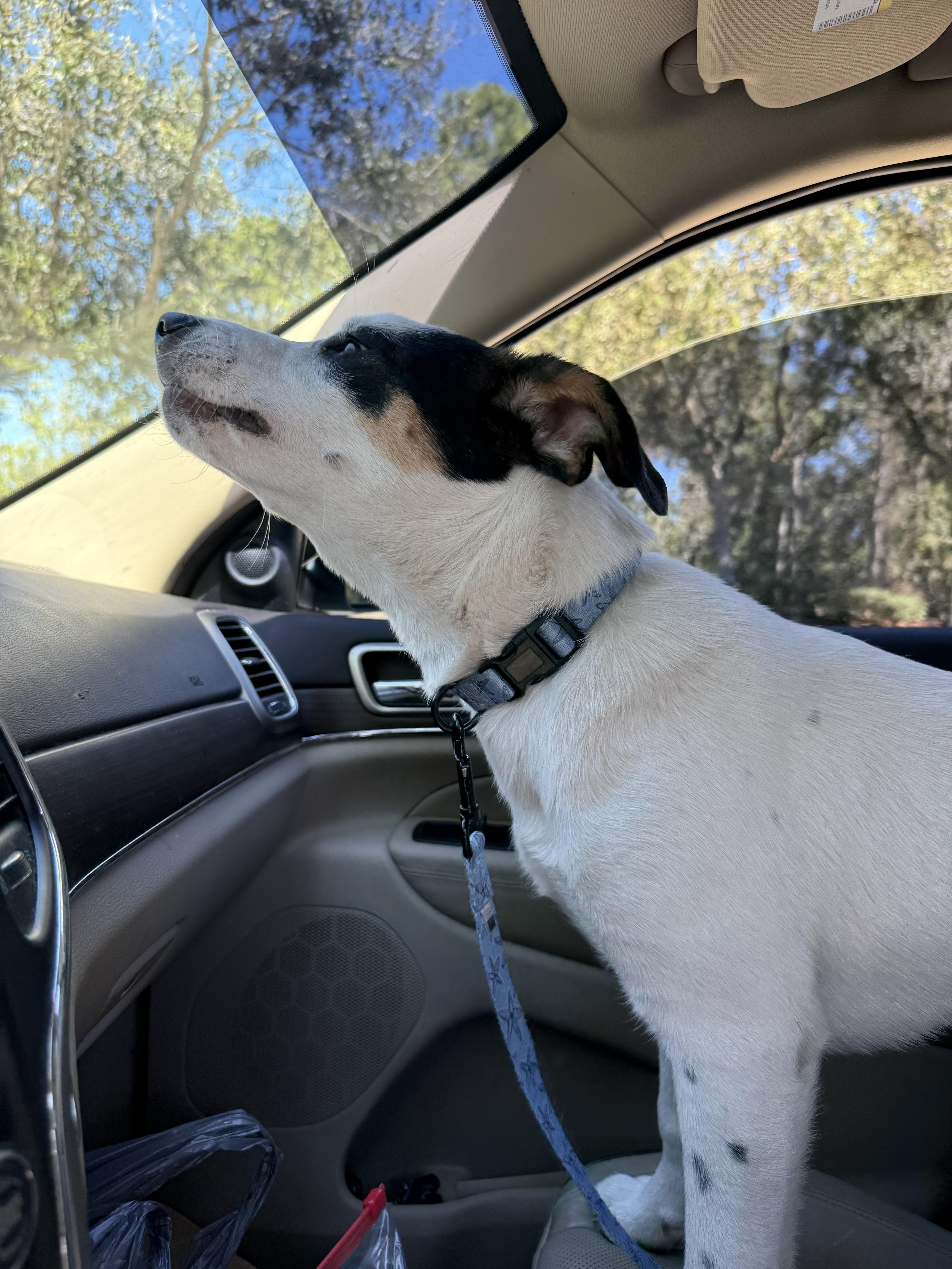 Enlarge Nala, an adopted mixed breed in Palm Bay, FL image 5/5