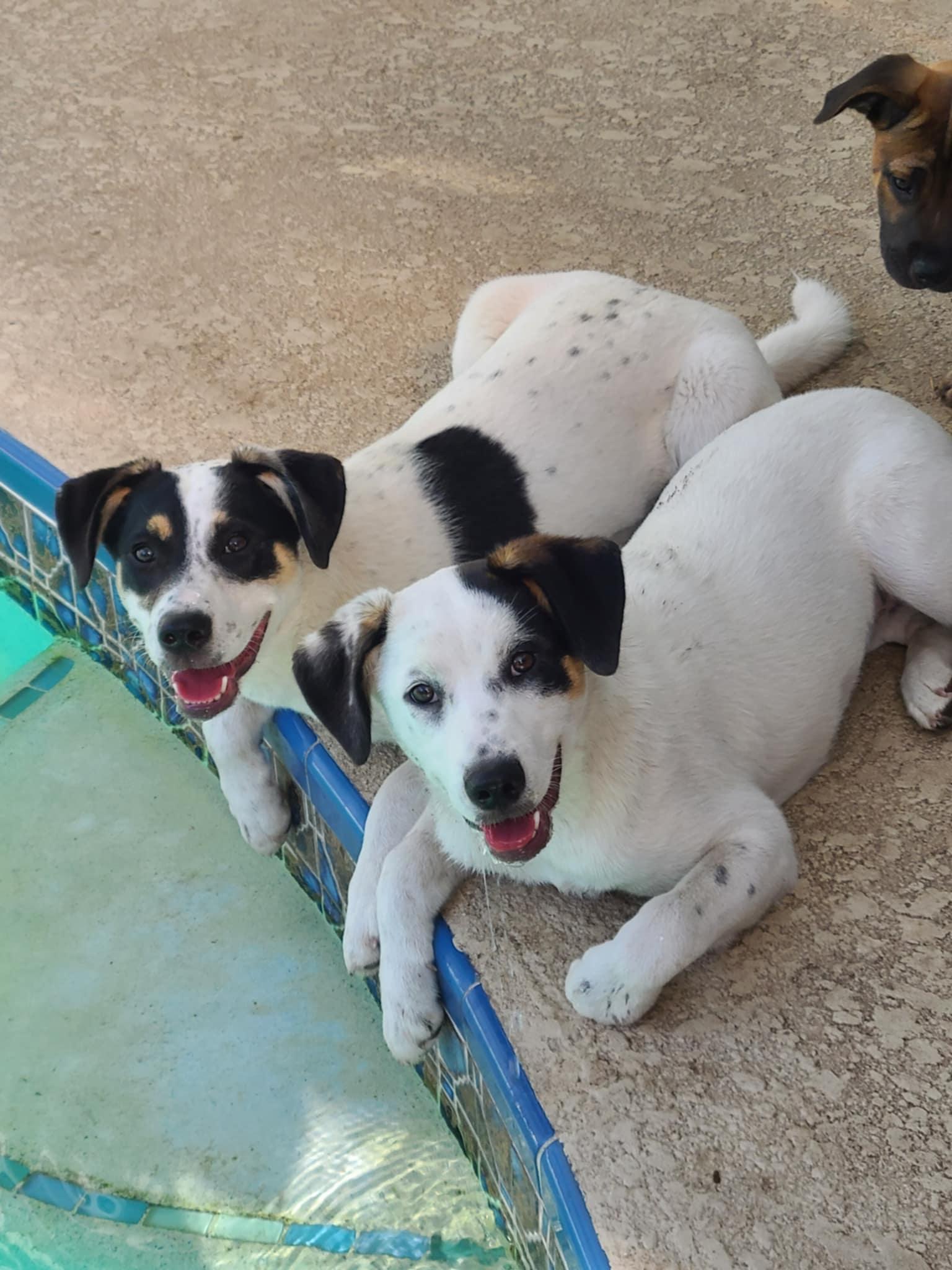 Enlarge Nala, an adopted mixed breed in Palm Bay, FL image 3/5